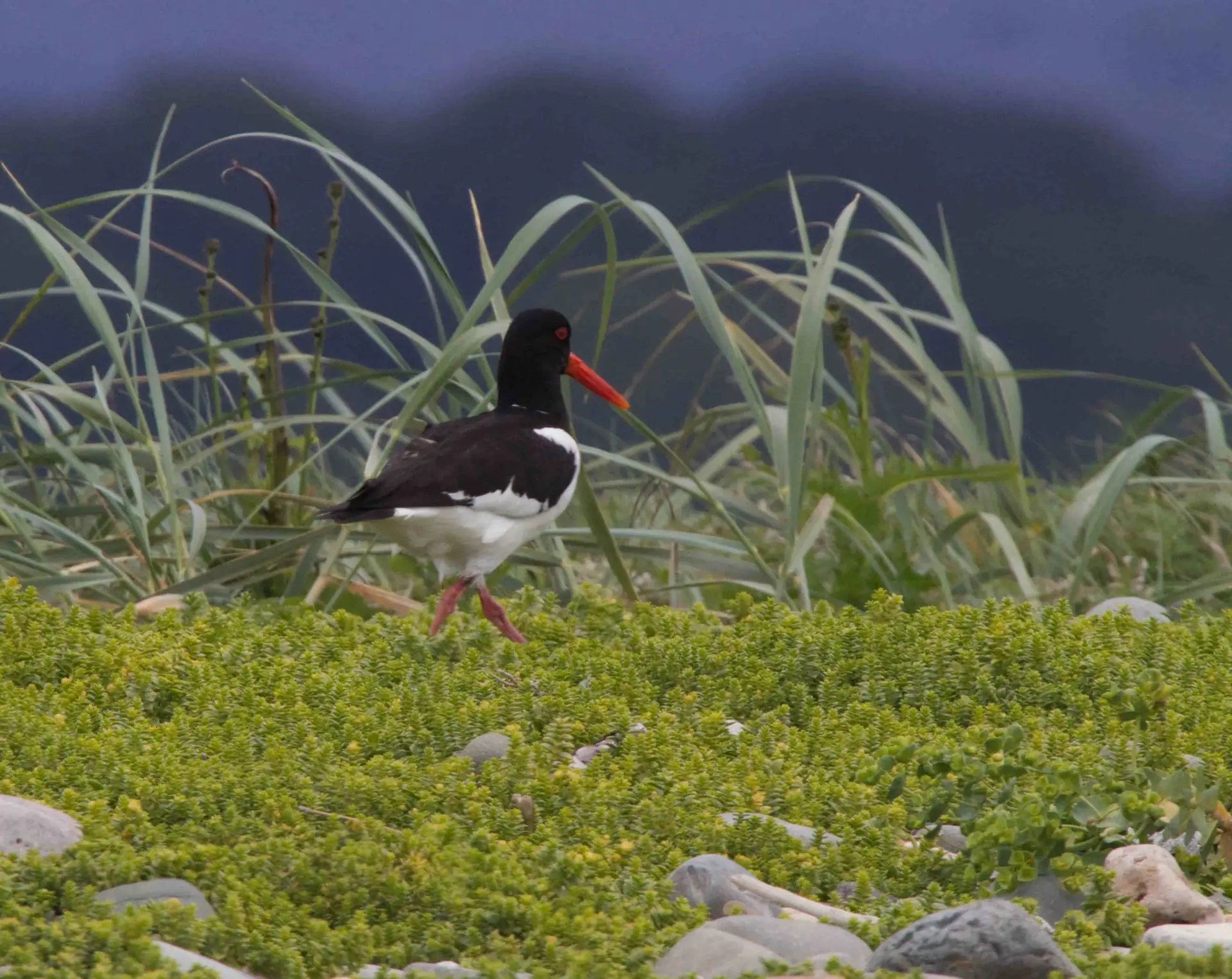 Oystercatcher